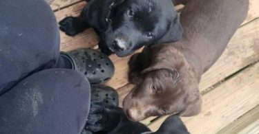 5 Lab puppies for adoption