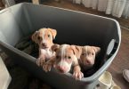 Baby Pitbull 3 boys and 1 girl