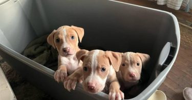 Baby Pitbull 3 boys and 1 girl
