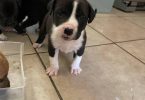 6 purebred blue nose pit bull puppies