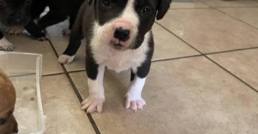 6 purebred blue nose pit bull puppies