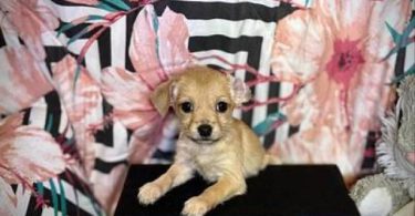Friendly little Chihuahua puppies