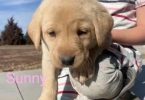Purebred yellow Labrador puppies for sale