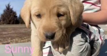 Purebred yellow Labrador puppies for sale