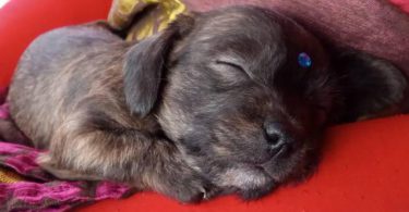 3 Jack Rat Terrier puppies for sale