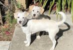 Small breed Chihuahua minpin puppies