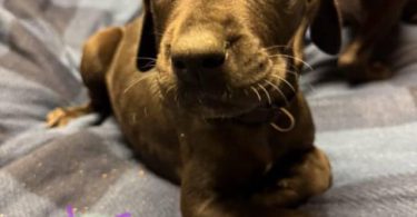 8 Great Dane puppies for sale