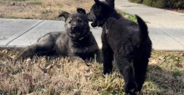 3 AKC German Shepherd puppies for sale