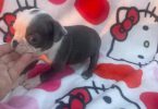Blue, Lilac, and Brindle Boston Terrier puppies