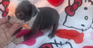 Blue, Lilac, and Brindle Boston Terrier puppies