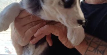 2 female Huskies ISO of good homes