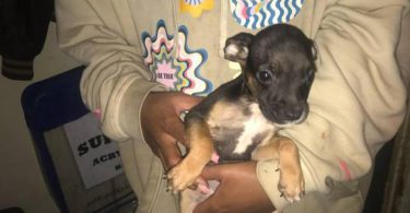 Labradane Mix puppies for sale
