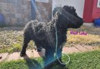 5 Schnoodle puppies for sale