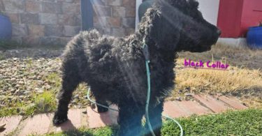 5 Schnoodle puppies for sale