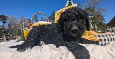Hypoallergenic goldendoodle puppies for sale