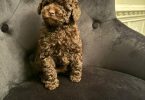 Chocolate toy poodle puppy for sale