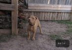 Fully vaccinated Pitbull puppies