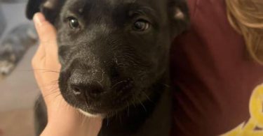 2 super cute Pitsky puppies for adoption