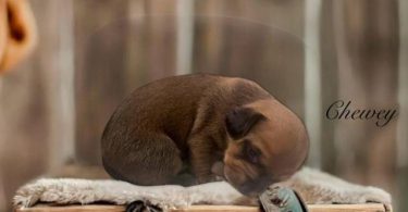 Chiweenie babies