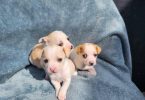 8 weeks old deer head Chihuahua puppies for sale