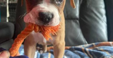 5 Purebred Boxer puppies for sale
