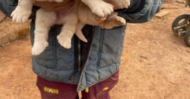 Great Pyrenees puppies LGD
