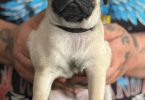 Beautiful fawn pug puppies for sale