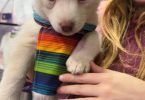Purebred Siberian Husky puppies for sale