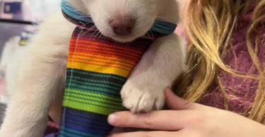 Purebred Siberian Husky puppies for sale