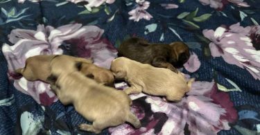 4 Terrier Chihuahua Mix puppies for sale
