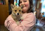 Registered Pembroke Welsh Corgi puppies for sale.