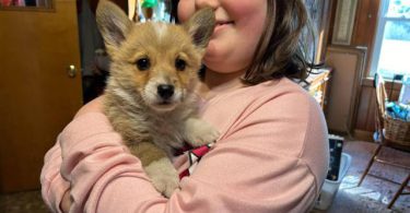 Registered Pembroke Welsh Corgi puppies for sale.