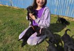 10 AKC-registered Labrador Retrievers for Sale