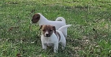 4 Jack Russell Terrier puppies for sale