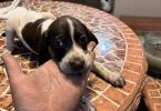 Purebred German Shorthair Pointer puppies for Sale