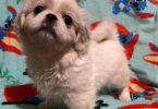 Pekingese ShihTzu Mix puppies for sale