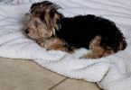 Cute little Silky Teddy Bear Yorkie puppies
