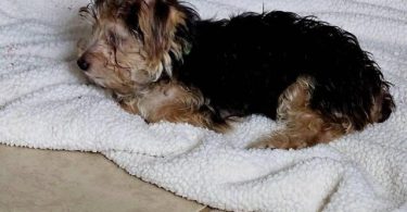 Cute little Silky Teddy Bear Yorkie puppies