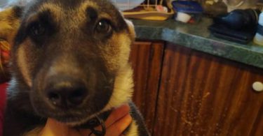 3 months old Shepsky puppies for sale