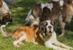 Purebred AKC Saint Bernard puppies for sale