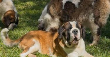 Purebred AKC Saint Bernard puppies for sale