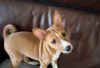 4 AKC Basenji puppies for sale