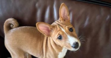 4 AKC Basenji puppies for sale