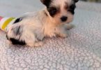 Beautiful Morkie puppies