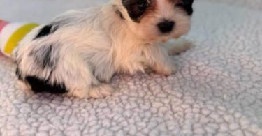 Beautiful Morkie puppies