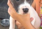 7 weeks old Pitbull puppies for sale