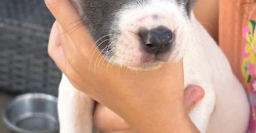 7 weeks old Pitbull puppies for sale