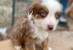 5 Miniature Aussie puppies for sale