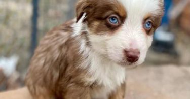 5 Miniature Aussie puppies for sale