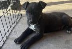 German Pit puppies available